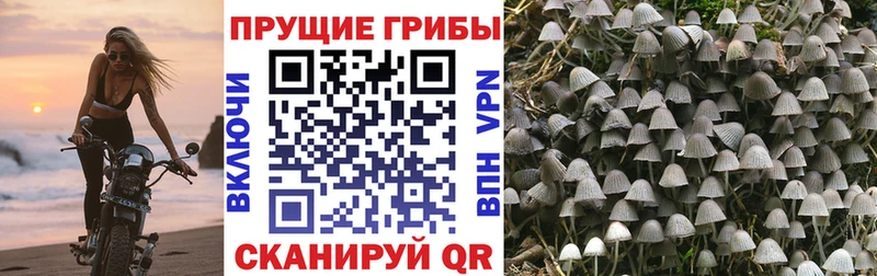 Галлюциногенные грибы прущие грибы  Шумерля 